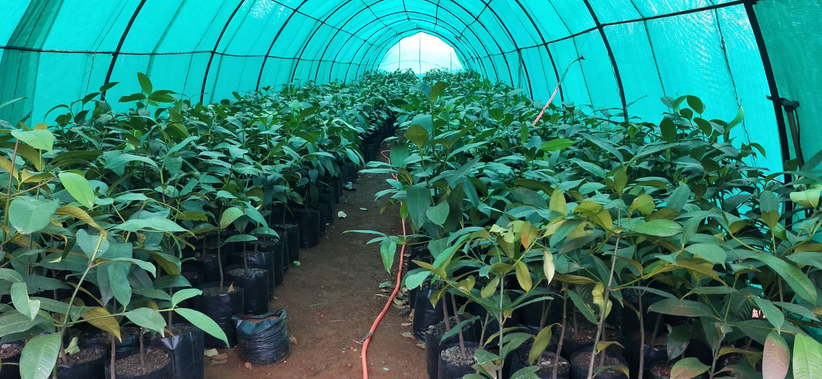 Home [plantations.kerala.gov.in]